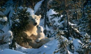 北极熊大熊猫冬眠